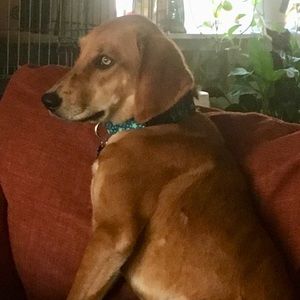 Meet your Posher, Misty